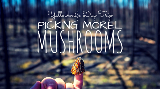 Morel Mushroom Picking