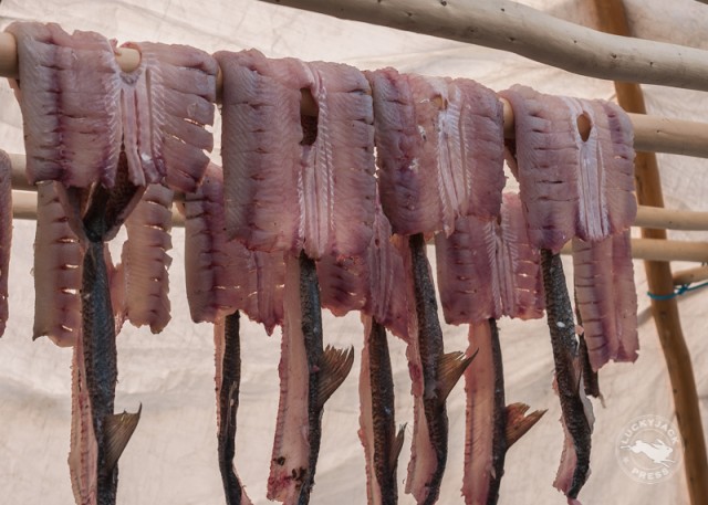 Whitefish hung to dry over birch poles. The fish meat is sliced in strips to speed the drying process.