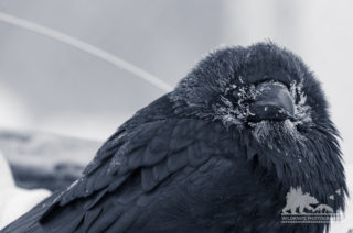 Yellowknife Raven Wildlife